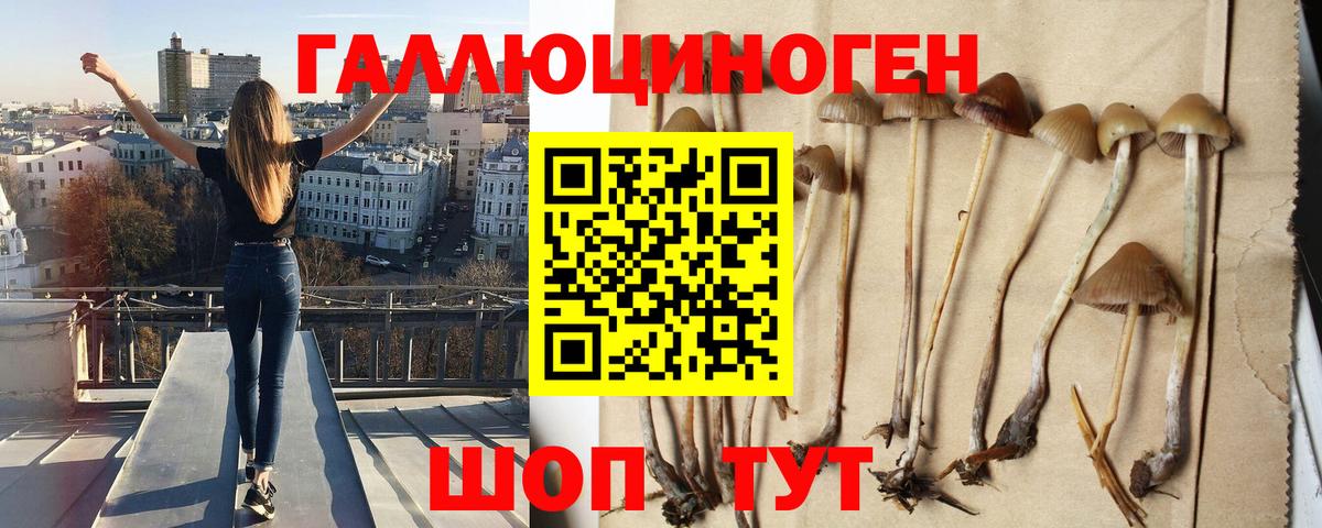 Галлюциногенные грибы Cubensis Новозыбков